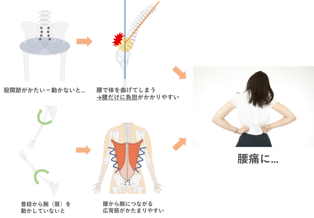 股関節や腕（肩）が
本来の動きをわすれると腰痛に？