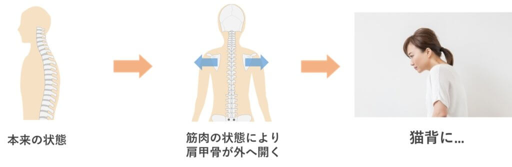 背中側の筋肉が伸ばされるため、肩甲骨が外に開いてしまいます。