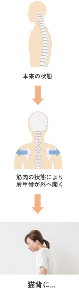 背中側の筋肉が伸ばされるため、肩甲骨が外に開いてしまいます。